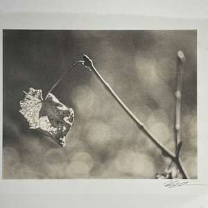 Leaf Study by Mark Eshbaugh, Image 5.