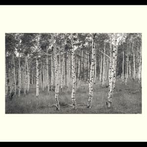 Aspen Grove by J Michael Lardizabal 