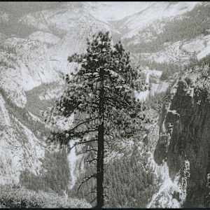 Yosemite Tree by Tom Millea 