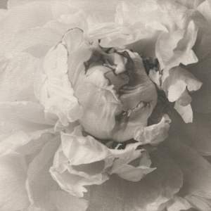 Peony by Christian Nze 