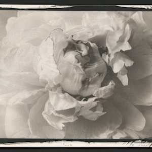 Peony by Christian Nze 