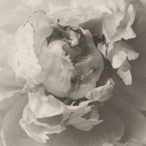 Peony by Christian Nze