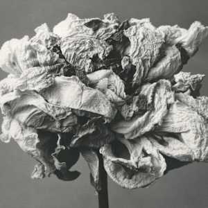 Pivoine by Christian Nze, Image 2.