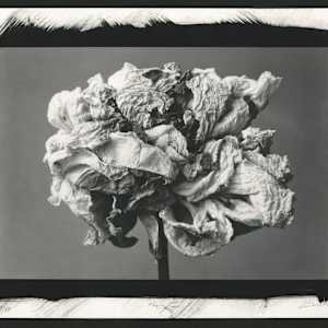 Pivoine by Christian Nze, Image 3.