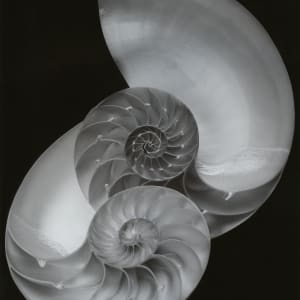 Nautilus by Luca Paradisi 