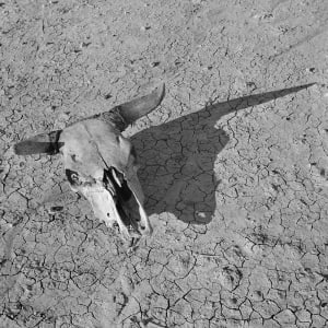 Skull 1936 by Arthur Rothstein