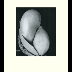 Shells,1927 by Edward Weston 