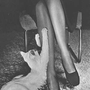 Cat Scratcher 1946 by Michael Wolgensinger 