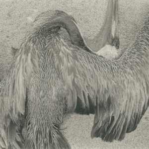 Pelican, Point Lobos 1942 by Edward Weston, Image 1.