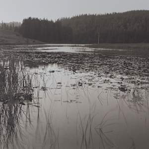 Marsh by J Michael Lardizabal 