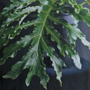 Leaf by Caroline Chiu 