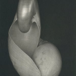 Shells 1927 by Edward Weston, Image 1.