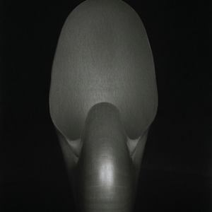 Shell 1927 - Nautilus by Edward Weston, Image 1.