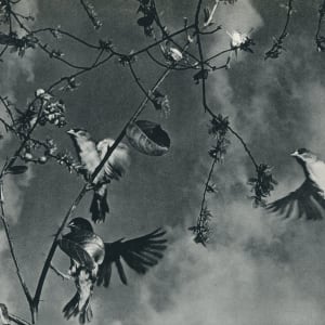 Flying 1956 by Tam T K 