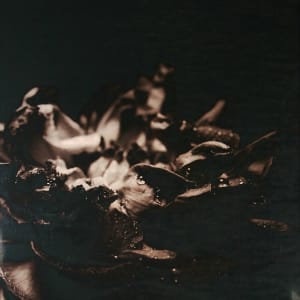 Peony by Caroline Chiu 