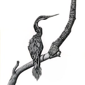 'Feathers' A4 size $55 - A3 Size $95 Open Edition by Jude Scott