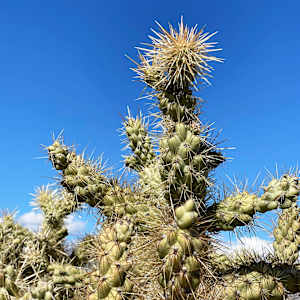 Spiny Cacti of Saguaro by Joann Amitrano