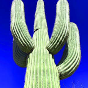 The Grand Saguaro of Saguaro by Joann Amitrano