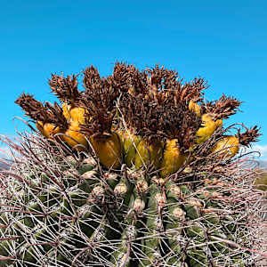 Cacti of Saguaro by Joann Amitrano