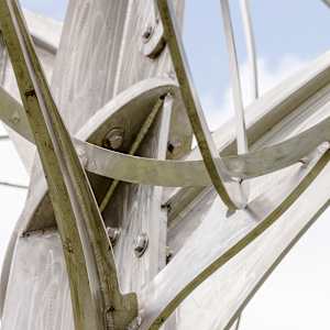 Mockingbird Tree by Michael Warrick  Image: 233e