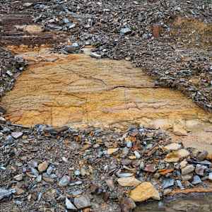 Wild Clay Yellow by emma estelle chambers, Image 4.