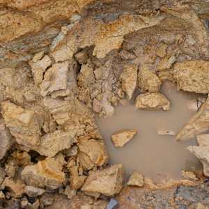 Wild Clay Yellow by emma estelle chambers, Image 3.