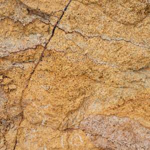 Wild Clay Yellow by emma estelle chambers, Image 2.