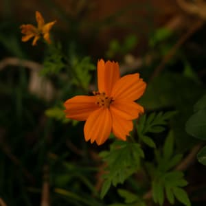 ‘Bright Lights’ Sulphur Cosmos (Cosmos sulphureus) by emma estelle chambers