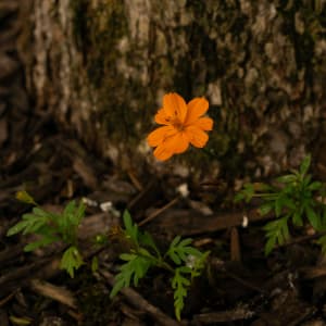 ‘Bright Lights’ Sulphur Cosmos (Cosmos sulphureus) by emma estelle chambers