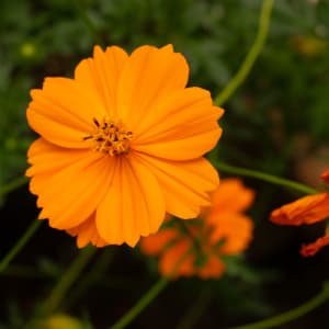 ‘Bright Lights’ Sulphur Cosmos (Cosmos sulphureus) by emma estelle chambers