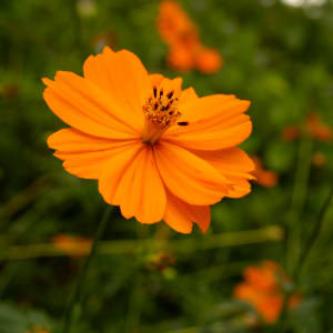 ‘Bright Lights’ Sulphur Cosmos (Cosmos sulphureus) by emma estelle chambers