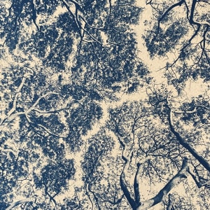 Albezia Trees, AP by Dora Somosi