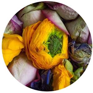 Floral Tondo #3, 17x17 Framed by Dora Somosi 