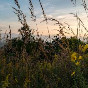 Wildflower, Blackberry Mountain, TN, 24 x 36 Edition 1 of 5 by Dora Somosi