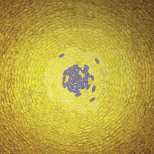 Yellows by Phyllis Anna Stevens Estate