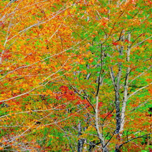 Fall Matrices by Alan Michel