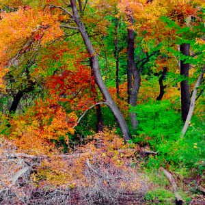 Fallen Branches 2 by Alan Michel