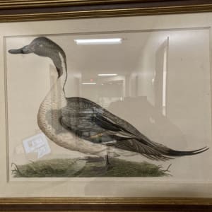 Anas Acuta by Cornelius Nozeman