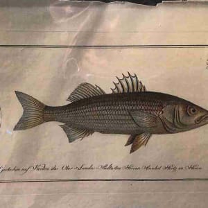 Plate 304, Sciaena lineata, The lineated Amber