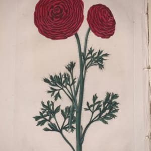 Xantus Ranunculis by Robert Sweet