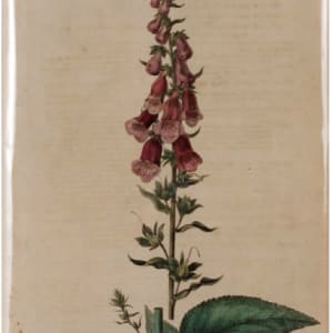 Digitalis Purpurea by Curtis