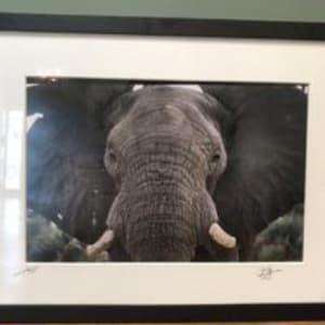 Elephant Closeup, Tarangire, Tanzania by Iva Spitzer