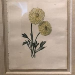 Plate 174, Lenora- Ranunculus