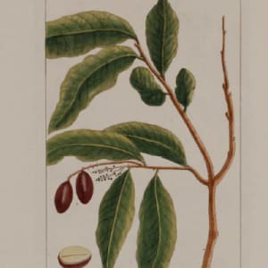 Jadelotia, Nobis, La Jadelot by Pierre-Joseph Buchoz