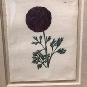 Plate 150, Othello-Ranunculus