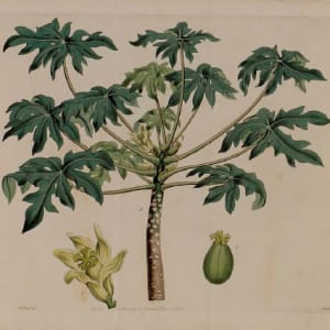 Plate 459 by J Ridgway