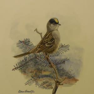 Golden Crowned Sparrow by Allan Brooks