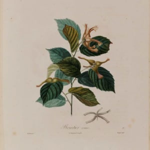 Noisetier by Pierre-Antoine Poiteau