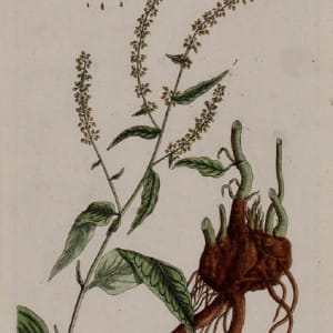 Lapathum acutum by Unknown Artist