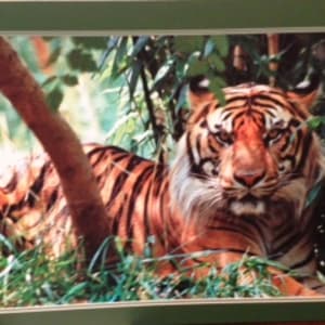 Tiger by James Stephens